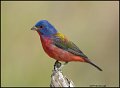 _1SB1305 painted bunting